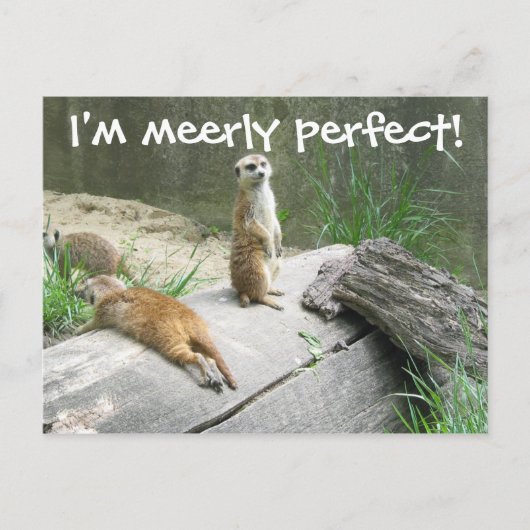 Gewoon Perfect Meerkat Briefkaart (Voorkant)
