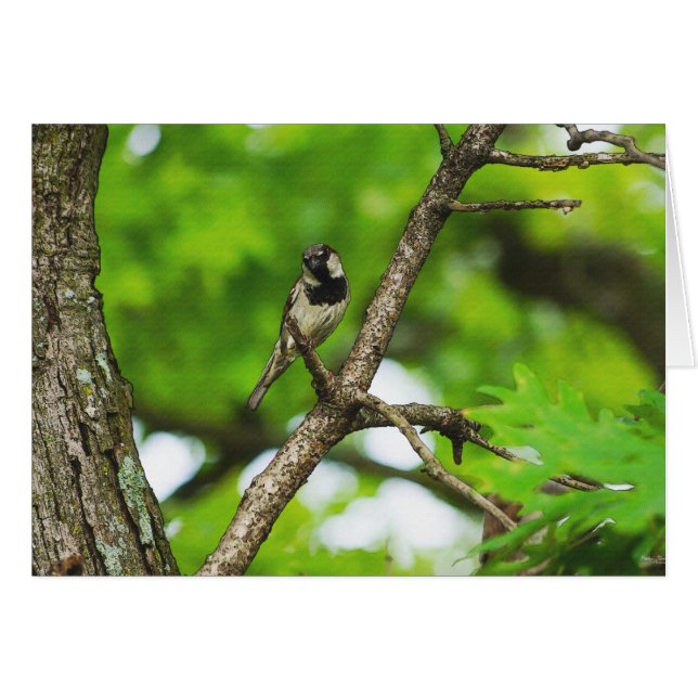 Gewoon rond zitten (Voorkant Horizontaal)