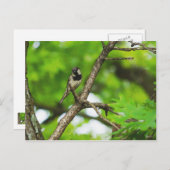 Gewoon rond zitten briefkaart (Voorkant / Achterkant)