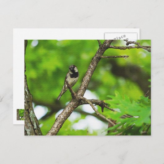 Gewoon rond zitten briefkaart (Voorkant / Achterkant)