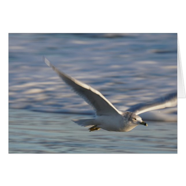 Gewoon rondvliegen (Voorkant Horizontaal)