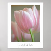 Gewoon roze tulp poster (Voorkant)