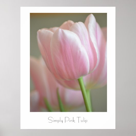 Gewoon roze tulp poster (Voorkant)