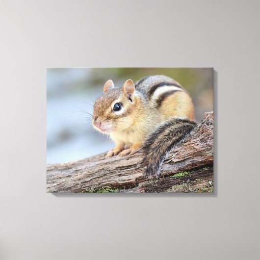 Gewoon Schattige kleine Chipmunk Canvas Afdruk (Voorkant)