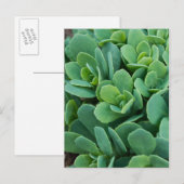 Gewoon Sedum Briefkaart (Voorkant / Achterkant)