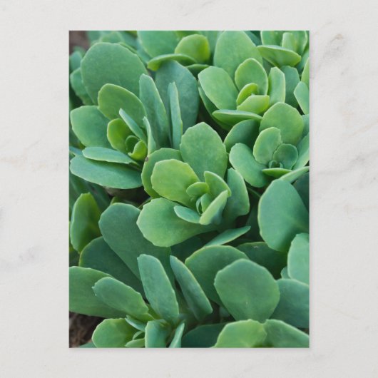 Gewoon Sedum Briefkaart (Voorkant)