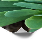 Gewoon Sedum Poster (Hoek)