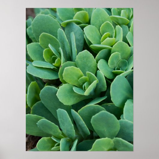 Gewoon Sedum Poster (Voorkant)