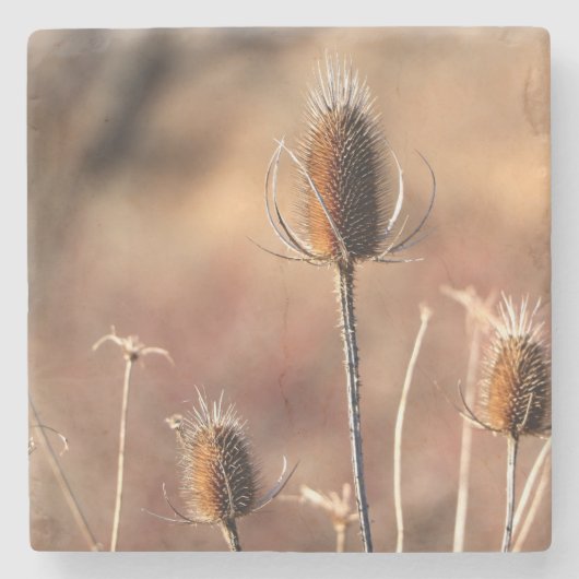 Gewoon Thistle Stenen Onderzetter (Voorkant)