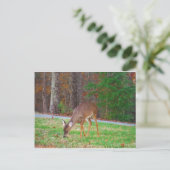 Gewoon verloren spots, Baby Deer Briefkaart (Staand voorkant)