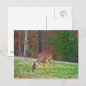 Gewoon verloren spots, Baby Deer Briefkaart (Voorkant / Achterkant)