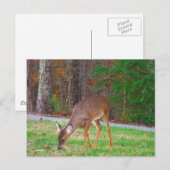 Gewoon verloren spots, Baby Deer Briefkaart (Voorkant / Achterkant)