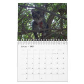Gewoon voor de liefde van katten, kalender (Jan 2027)