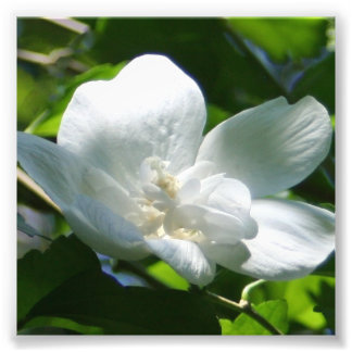 Gewoon wit foto afdruk