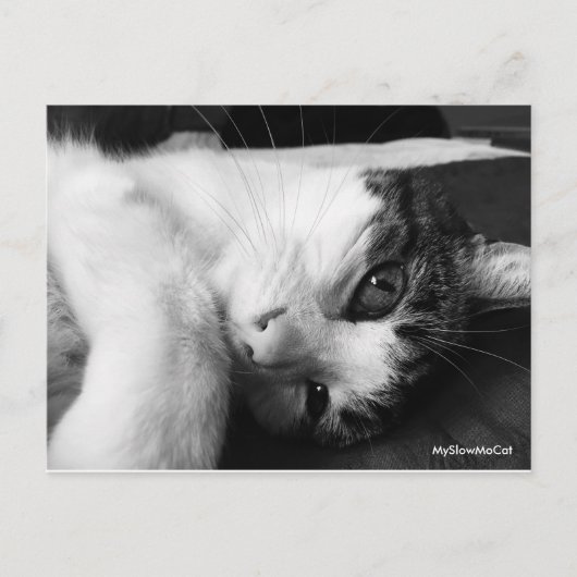 Gewoon zwart-wit Briefkaart (Voorkant)