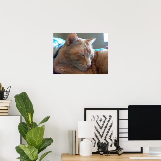 Gezellig Catnap Poster (Thuiskantoor)