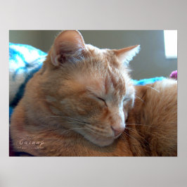 Gezellig Catnap Poster