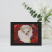 Gezellig Chihuahua Briefkaart (Staand voorkant)