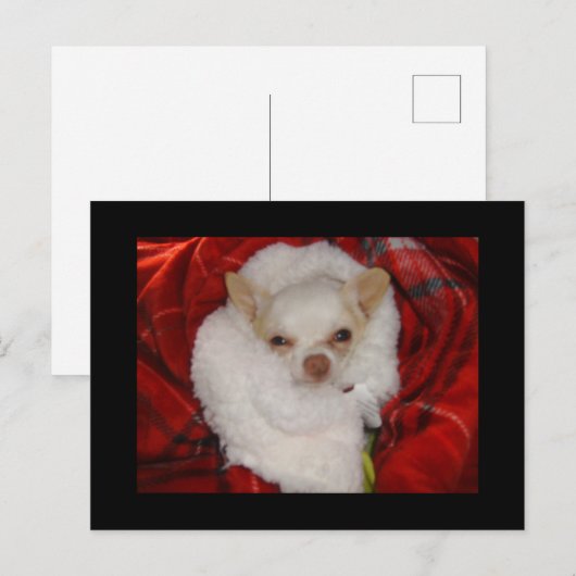 Gezellig Chihuahua Briefkaart (Voorkant / Achterkant)