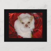 Gezellig Chihuahua Briefkaart (Voorkant)