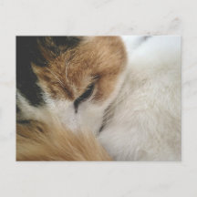 Gezellige Calico Kat Ansichtkaart