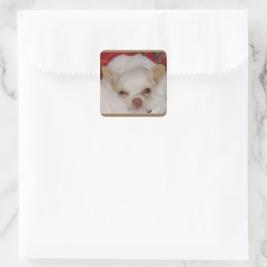 Gezellige Chihuahua Stickers (Tas)