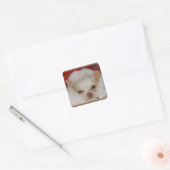 Gezellige Chihuahua Stickers (Envelop)