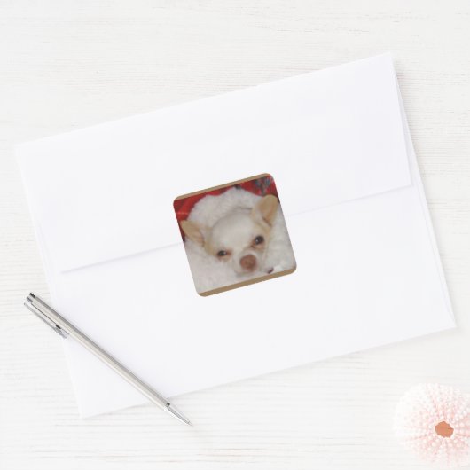 Gezellige Chihuahua Stickers (Envelop)