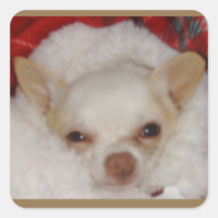 Gezellige Chihuahua Stickers