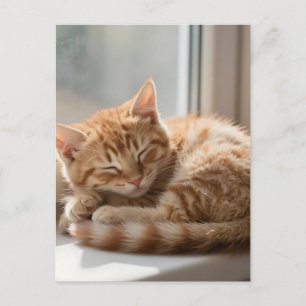 Gezellige gemberkat die een zonnebad neemt briefkaart