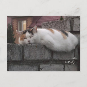 Gezellige kat op hek Esthetische fotopostkaart Briefkaart