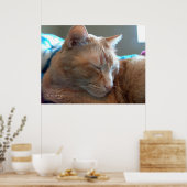 Gezellige katten slaap poster (Keuken)
