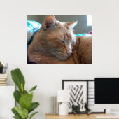 Gezellige katten slaap poster (Thuiskantoor)