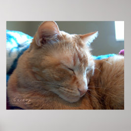 Gezellige katten slaap poster