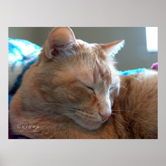 Gezellige katten slaap poster (Voorkant)