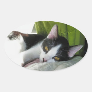 Gezellige Tuxedo Cat Sticker
