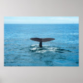 Gezelschapsdieren en andere dieren - Walvisvinnen Poster (Voorkant)