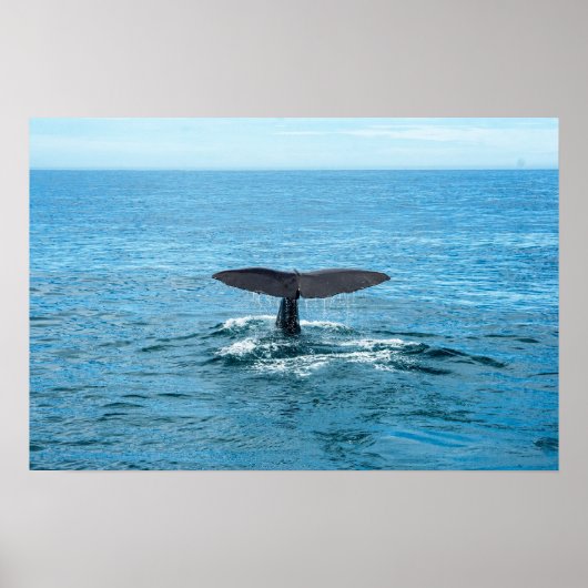 Gezelschapsdieren en andere dieren - Walvisvinnen Poster (Voorkant)
