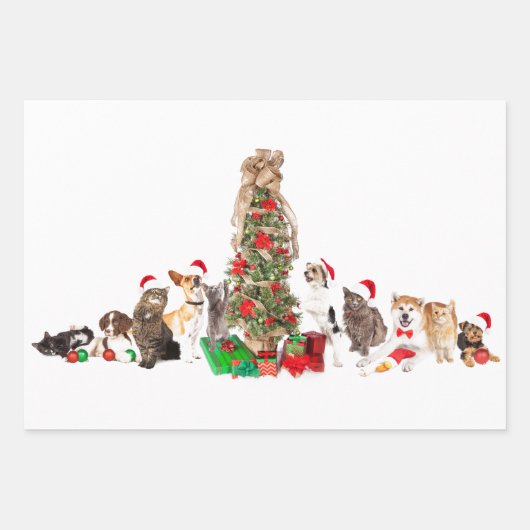 Gezelschapsdieren met papierplatte vellen pannen m (Voorkant 3)