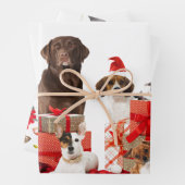 Gezelschapsdieren met papierplatte vellen pannen m (In situ)