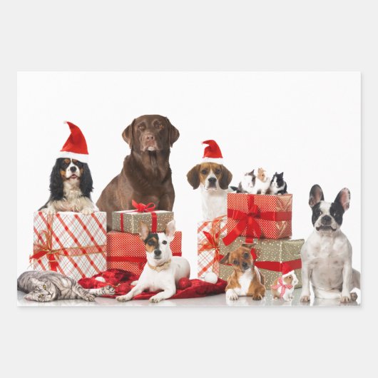 Gezelschapsdieren met papierplatte vellen pannen m (Voorkant)