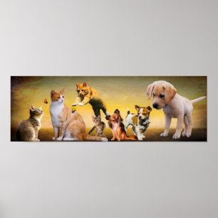 Gezelschapsdieren Poster