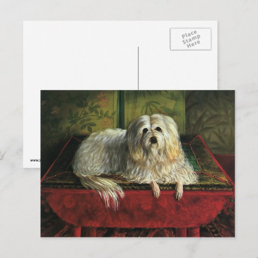  gezelschapsdieren, shaggy Sheepdog Dog Briefkaart (Voorkant / Achterkant)