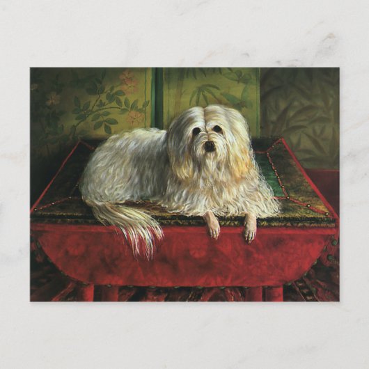gezelschapsdieren, shaggy Sheepdog Dog Briefkaart (Voorkant)