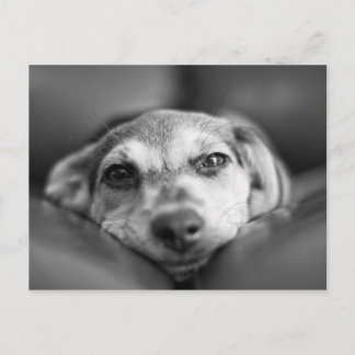 Gezicht naar gezicht briefkaart