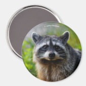 Gezicht naar gezicht met een Raccoon Magneet (Voorkant / Achterkant)