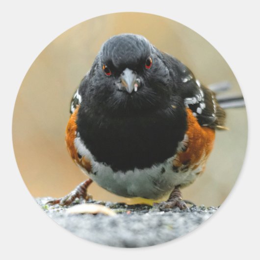 Gezicht naar gezicht met een Spotted Towee Ronde Sticker (Voorkant)