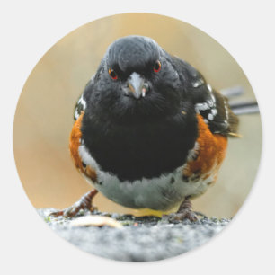 Gezicht naar gezicht met een Spotted Towee Ronde Sticker