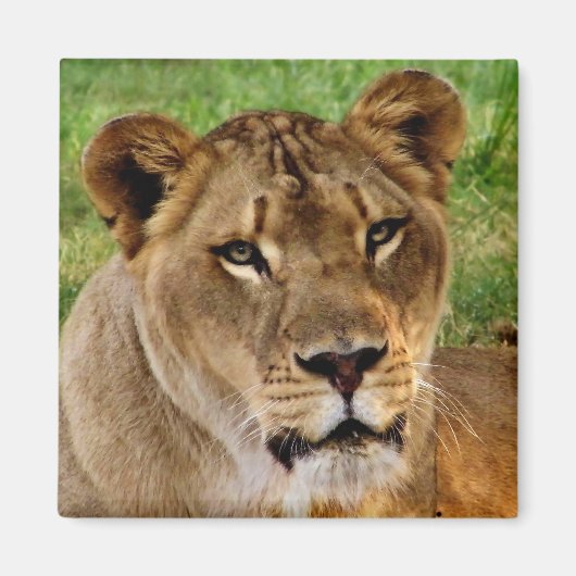 Gezicht op een koningin magneet (Voorkant)