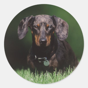 Gezicht op gevlekte dachshund ronde sticker